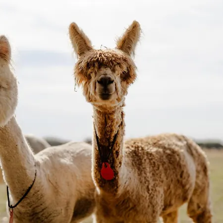 Reethaus 3b Dom wakacyjny *