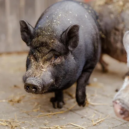 Reethaus 3b Staberdorf